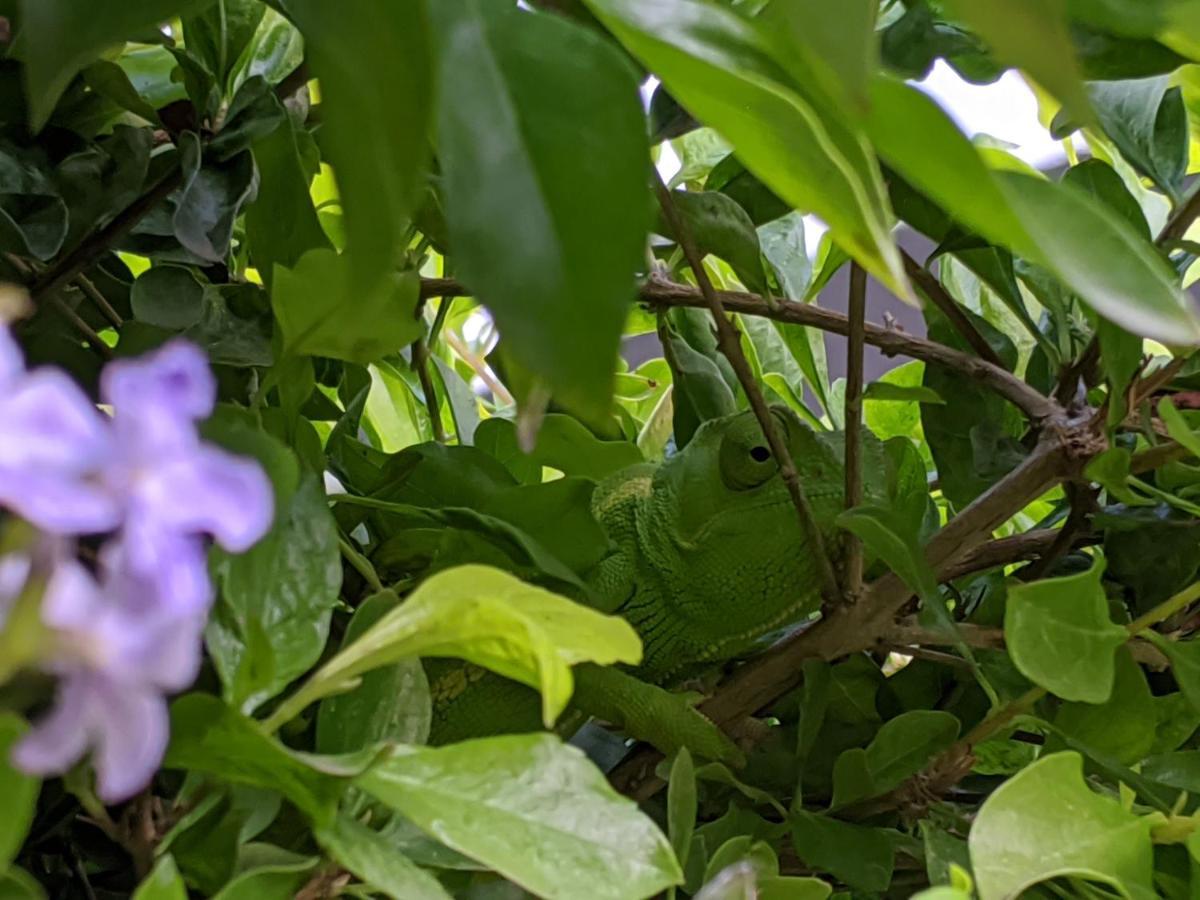 קסנה The Residence Villa Chobe מראה חיצוני תמונה