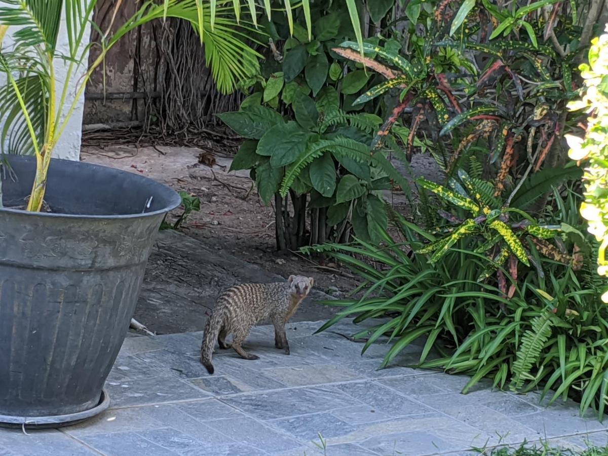 קסנה The Residence Villa Chobe מראה חיצוני תמונה